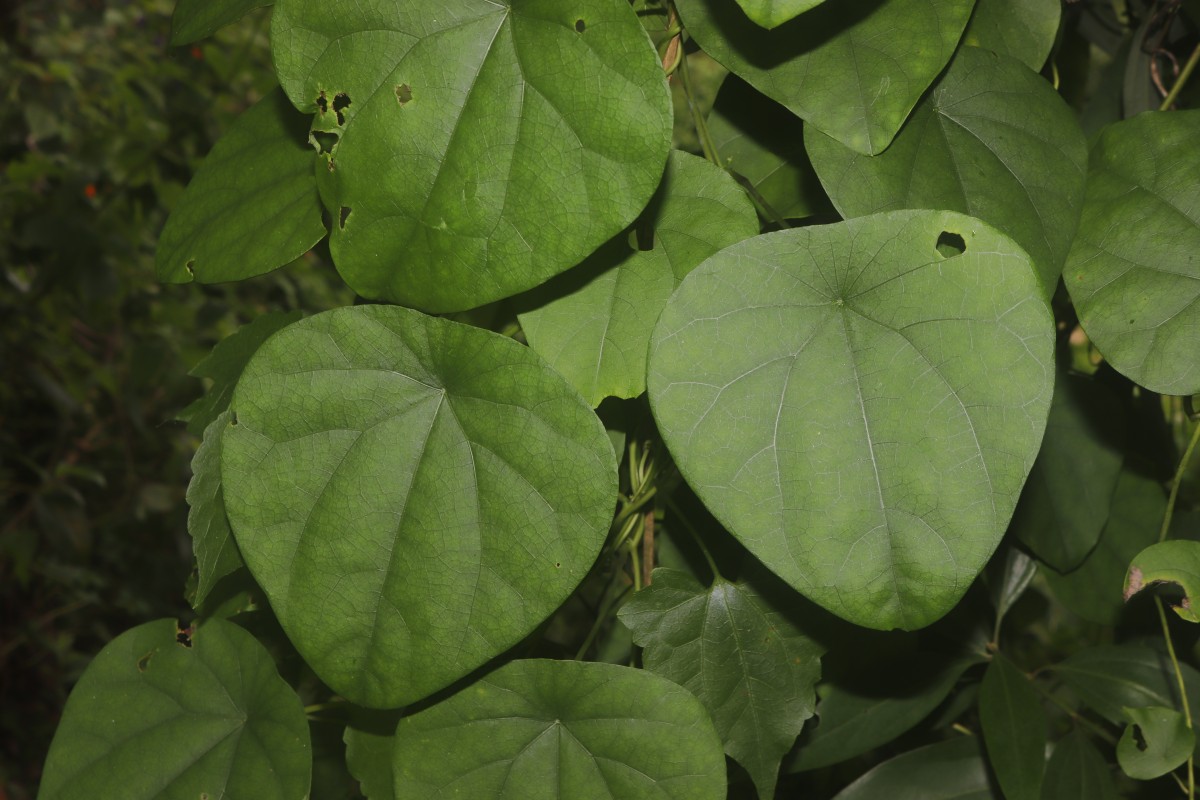 Stephania japonica (Thunb.) Miers